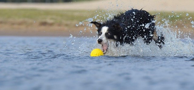 border-collie-brinquedo