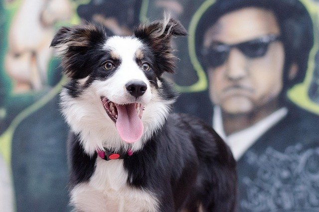 border-collie-cidade