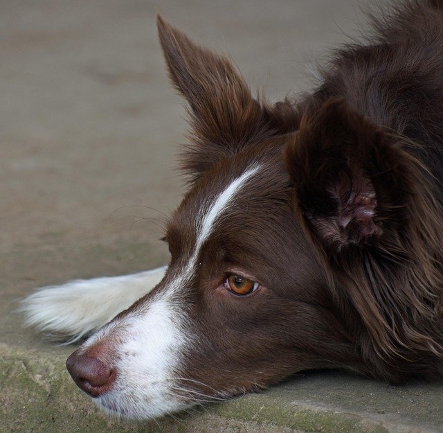 border-collie-ambiente-urbano