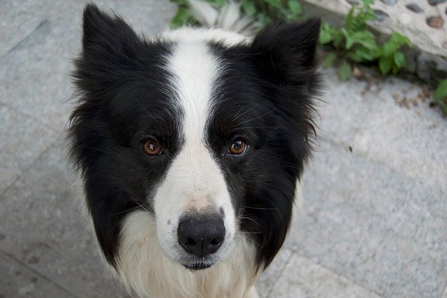 border-collie-cidade