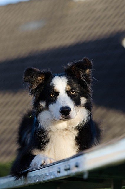border-collie-em-apartamento
