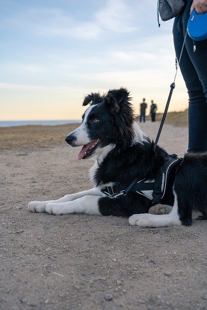 border-collie-passeio